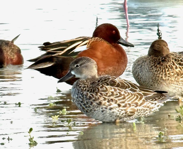 Zertzeta hegalurdina - ML645472985