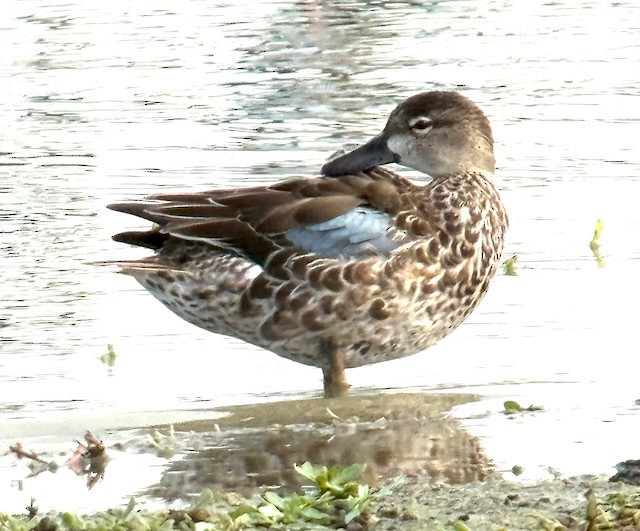 Zertzeta hegalurdina - ML645472986