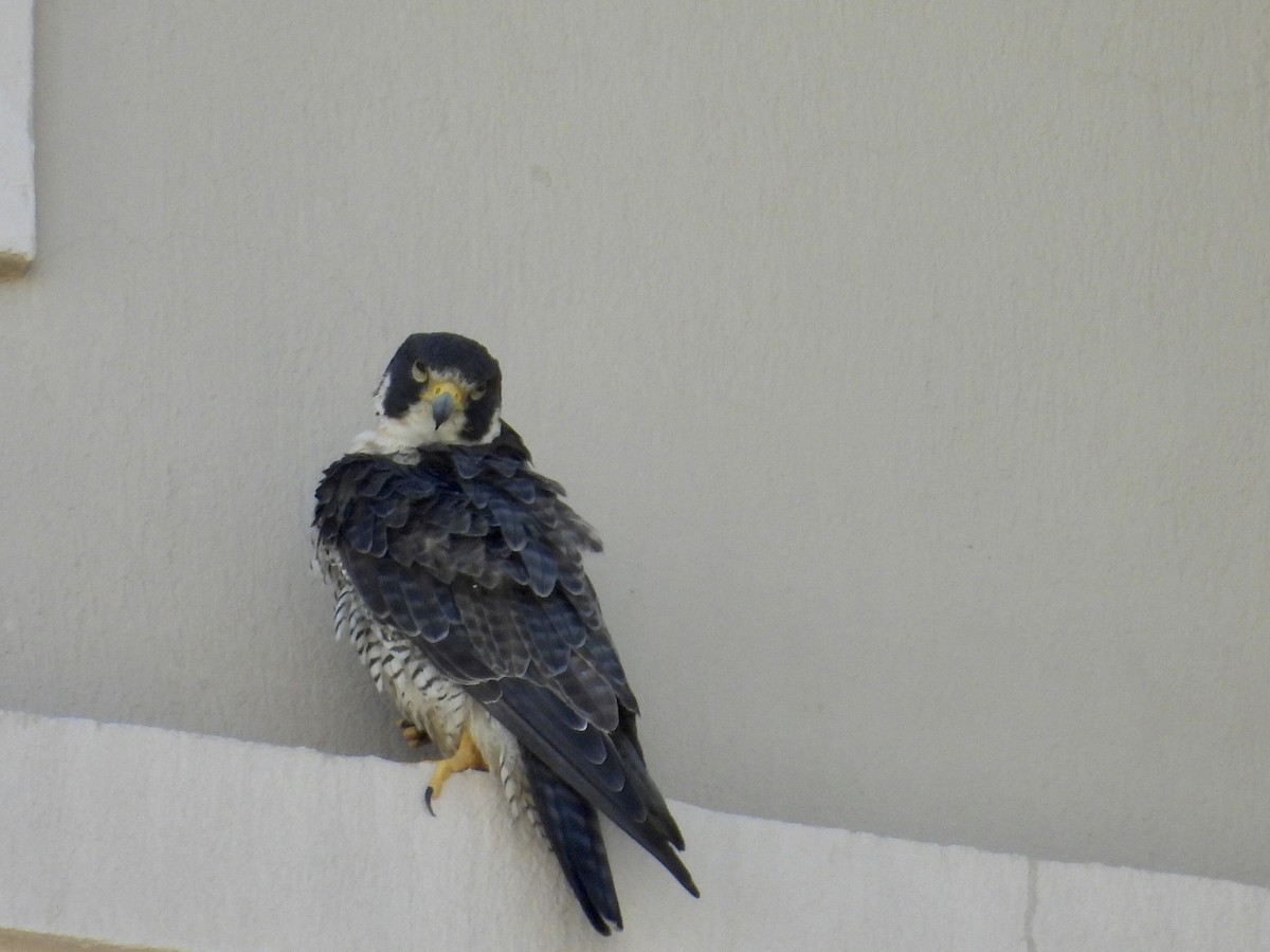 遊隼 - ML645472991