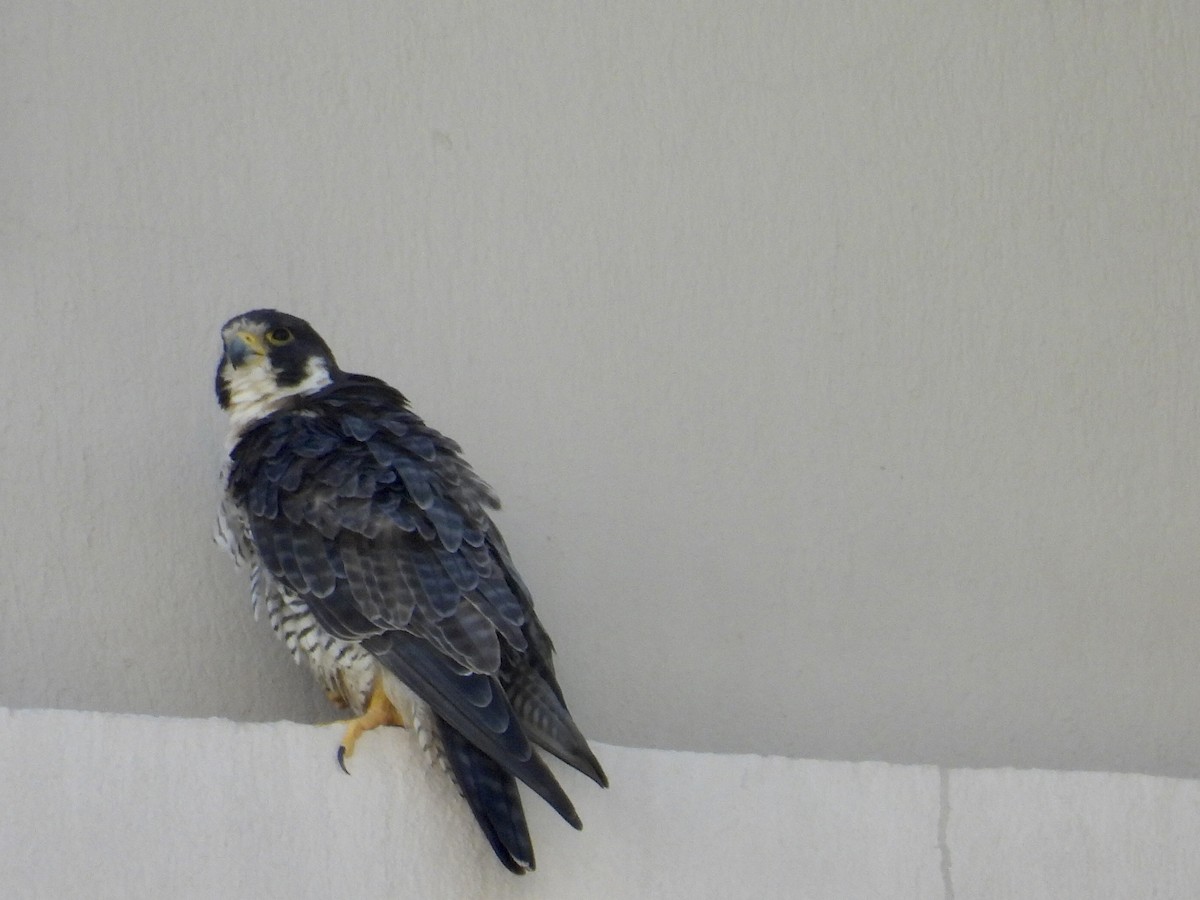 遊隼 - ML645472992