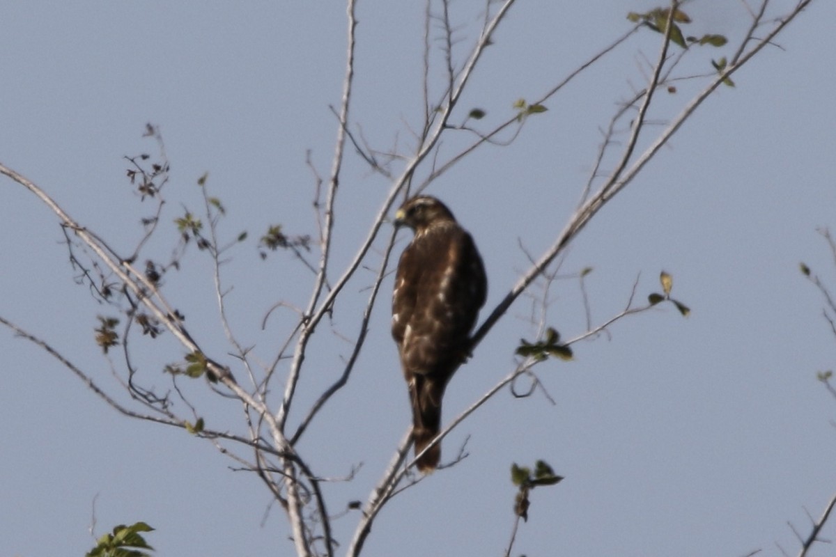 Poiana codarossa - ML645472995