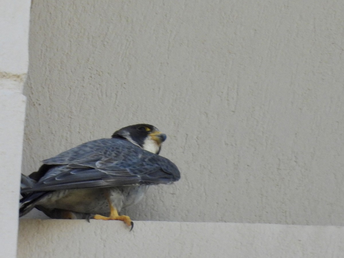 遊隼 - ML645472996