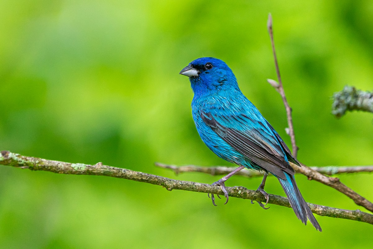 Indigo Bunting - ML645473003
