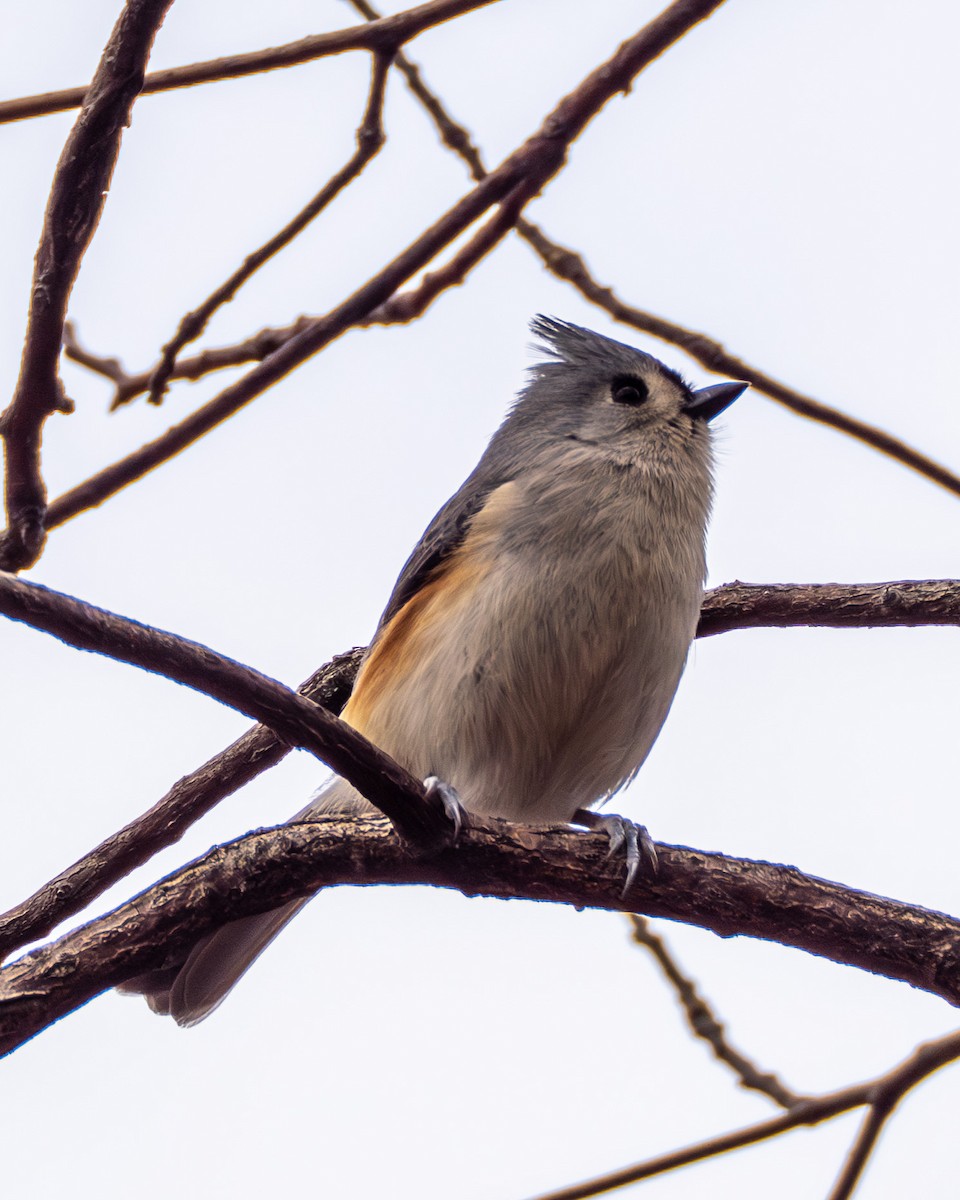 gråduskmeis - ML645473005