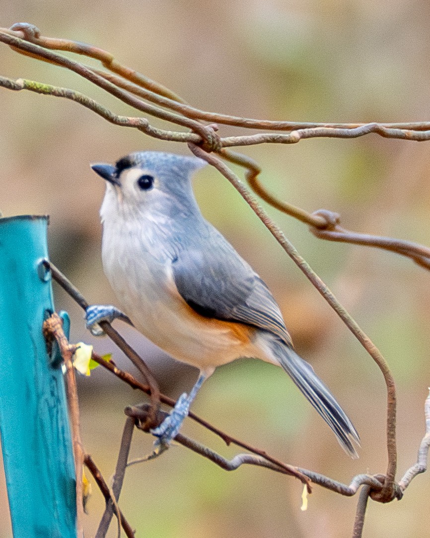 gråduskmeis - ML645473006