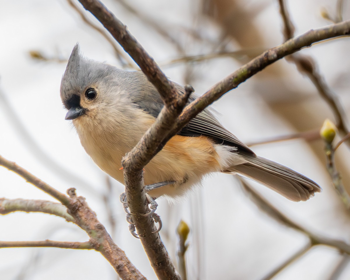 gråduskmeis - ML645473007