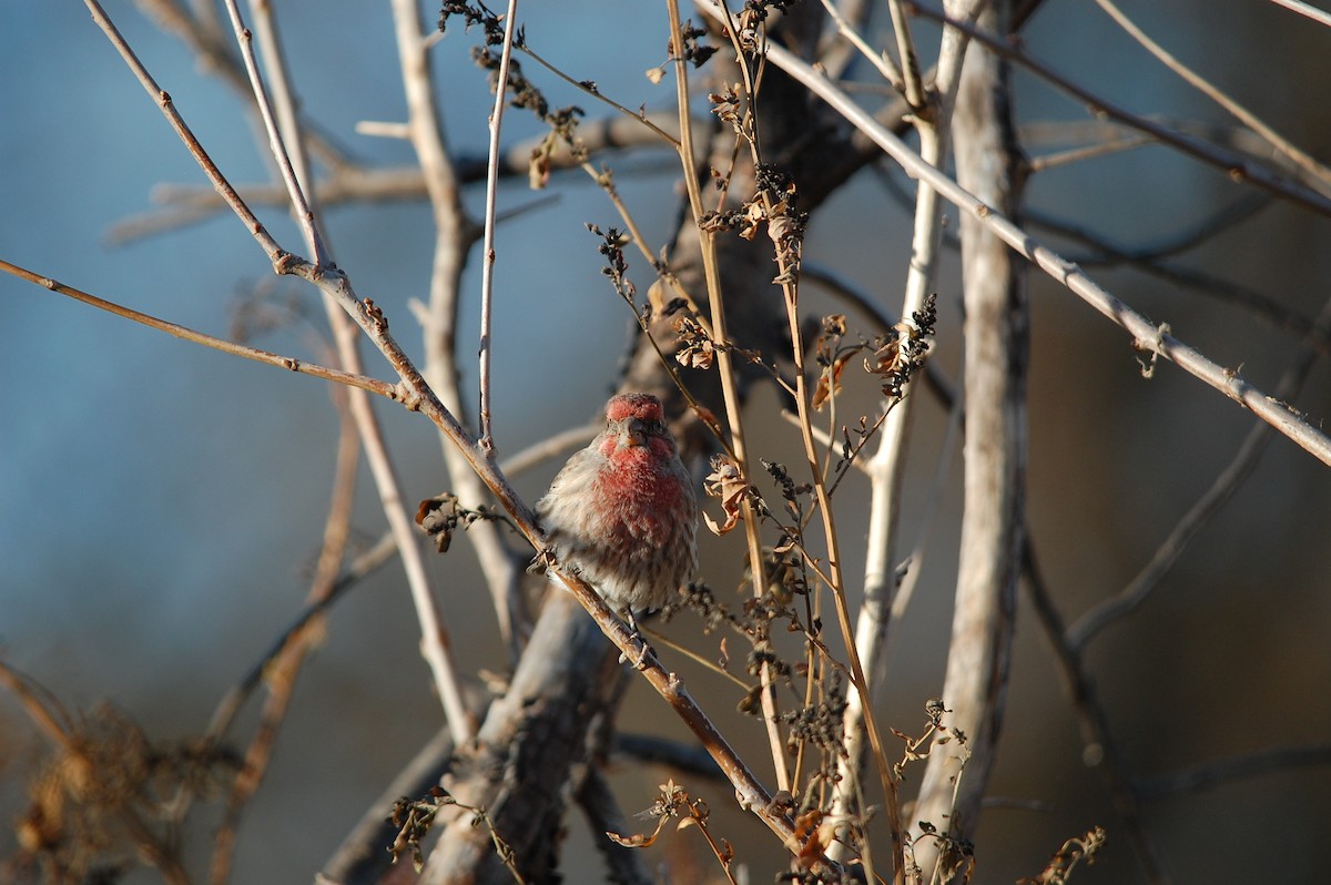 House Finch - ML645473009