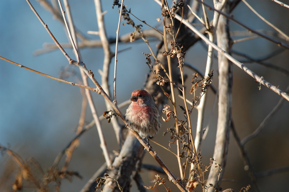 House Finch - ML645473010