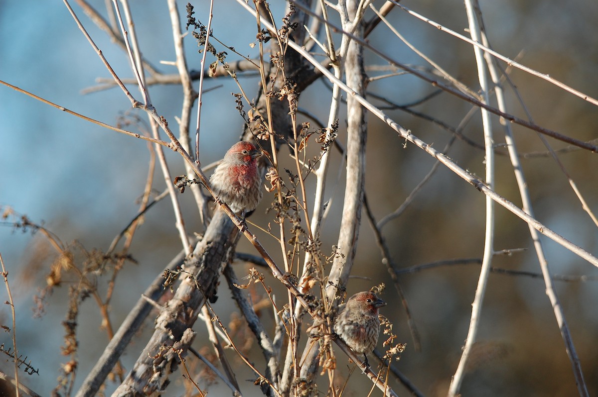 House Finch - ML645473011