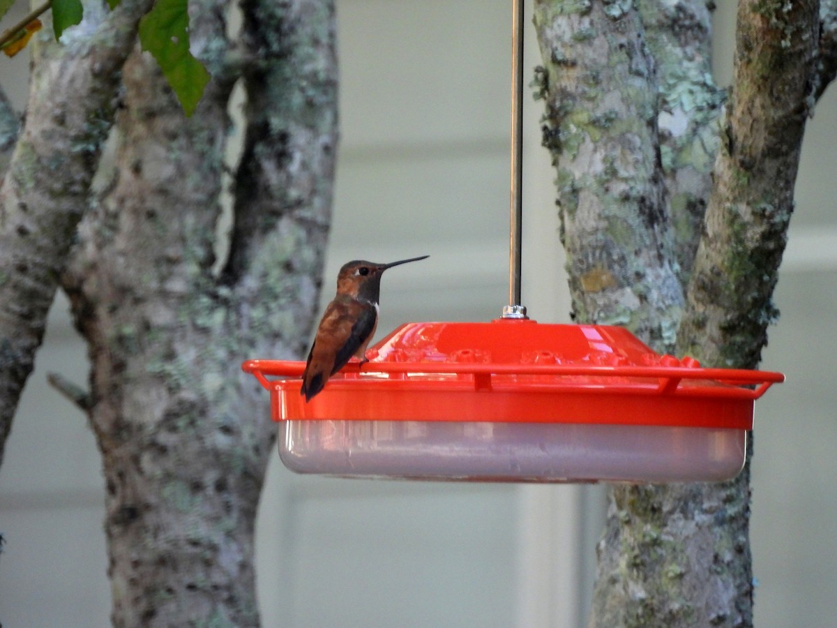Rufous Hummingbird - ML645473014