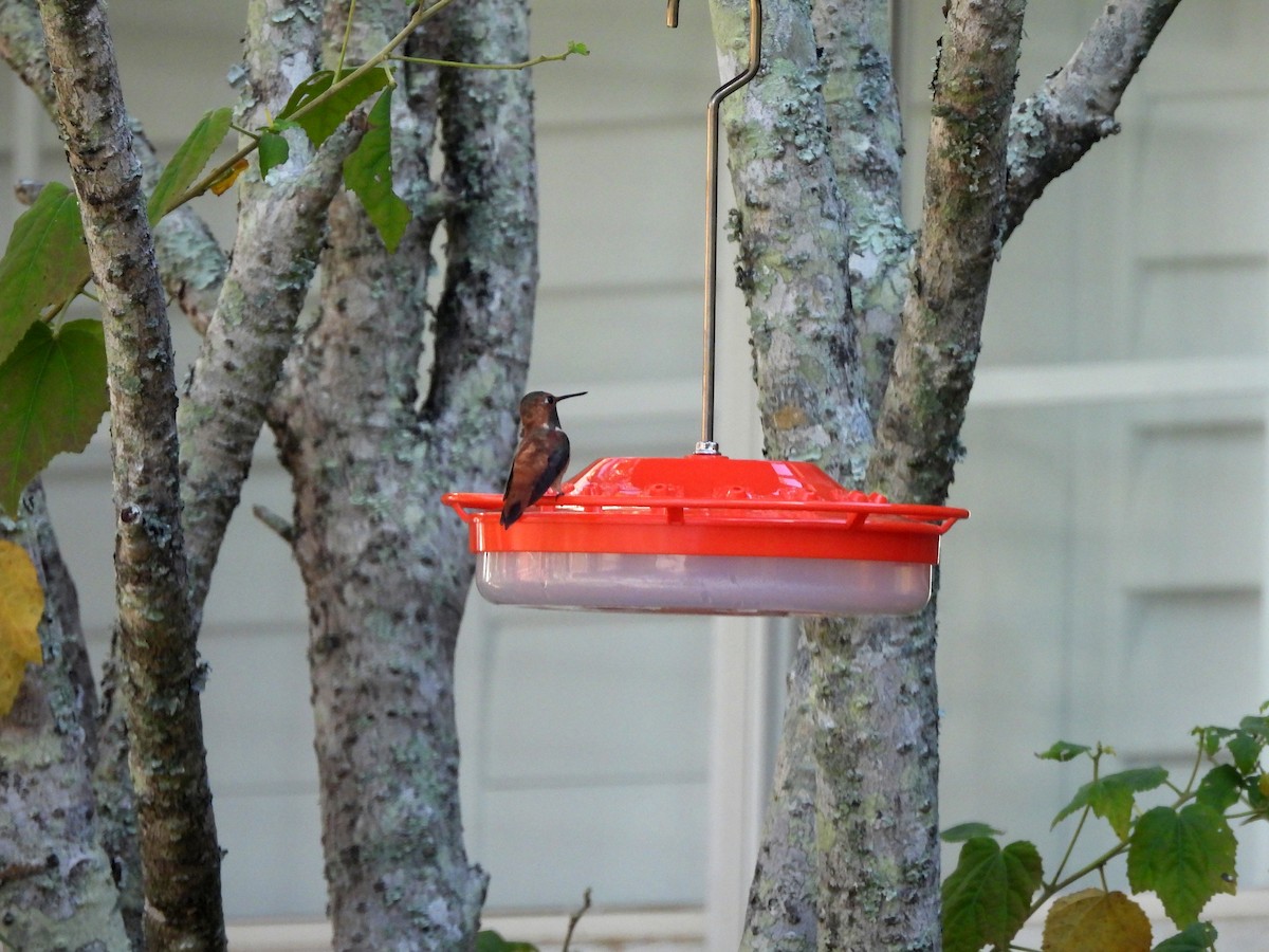 Rufous Hummingbird - ML645473015