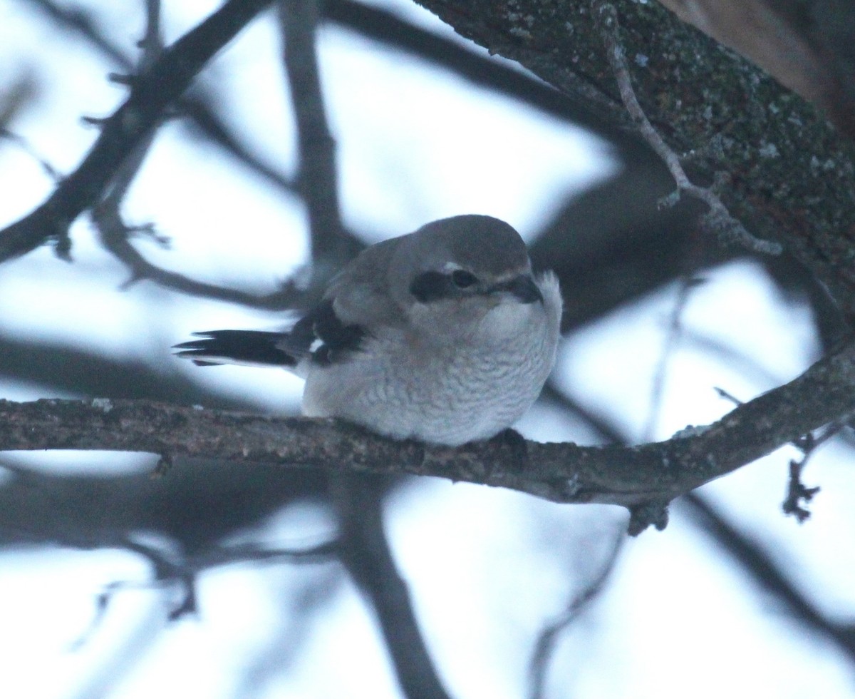 Alcaudón Boreal - ML645473016
