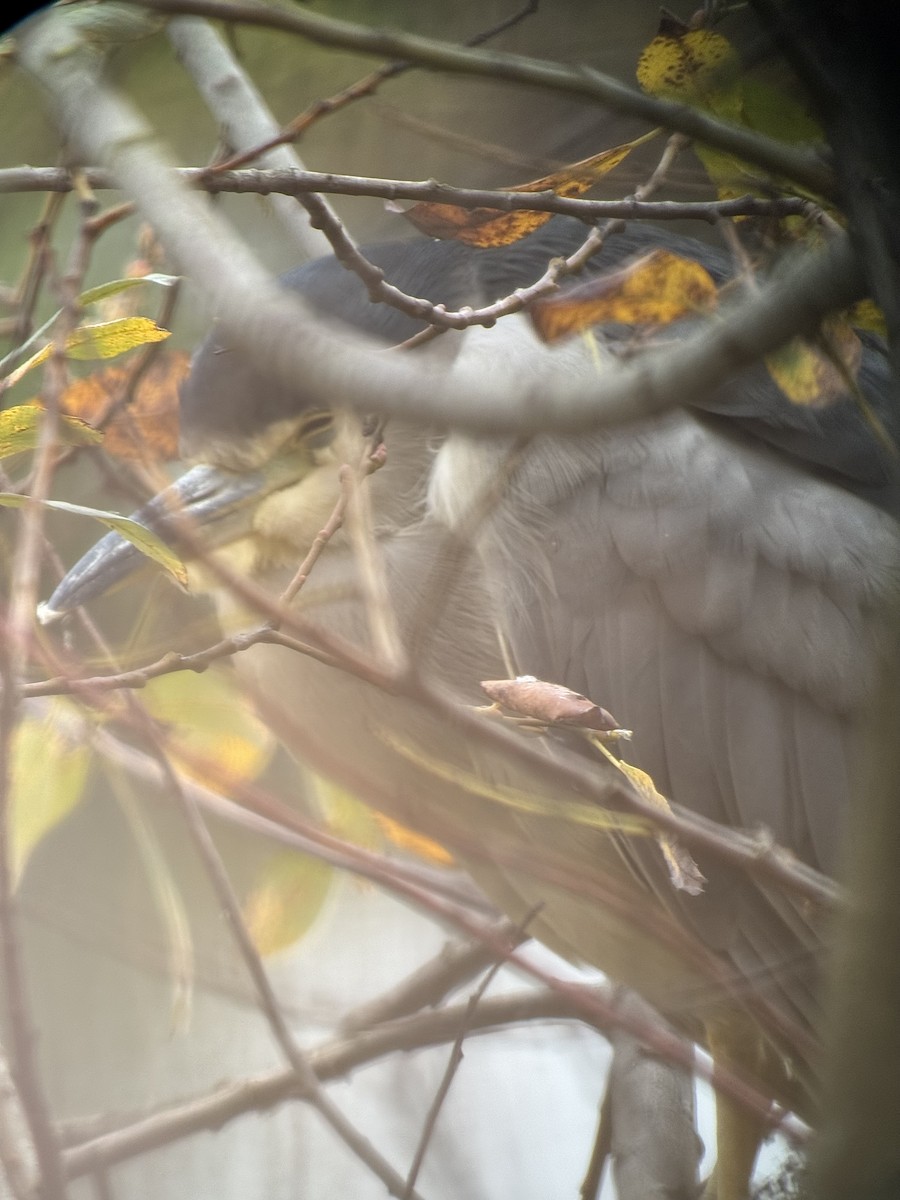 夜鷺 - ML645473020