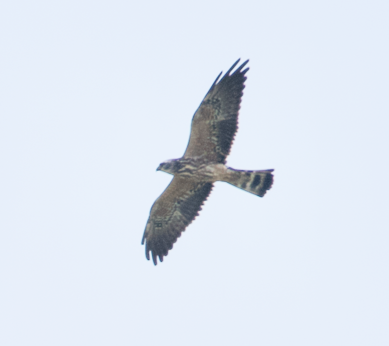 Mississippi Kite - ML645473021