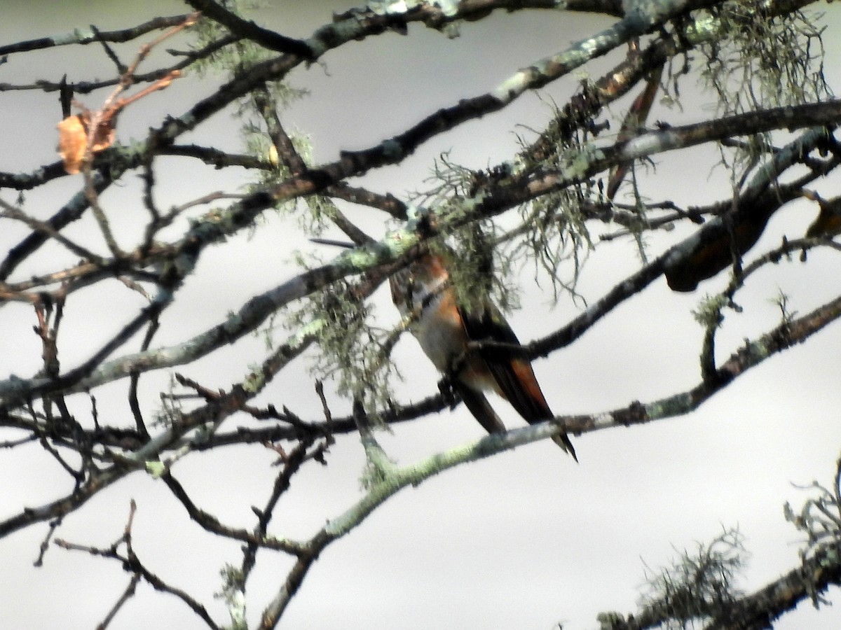 Rufous Hummingbird - ML645473022