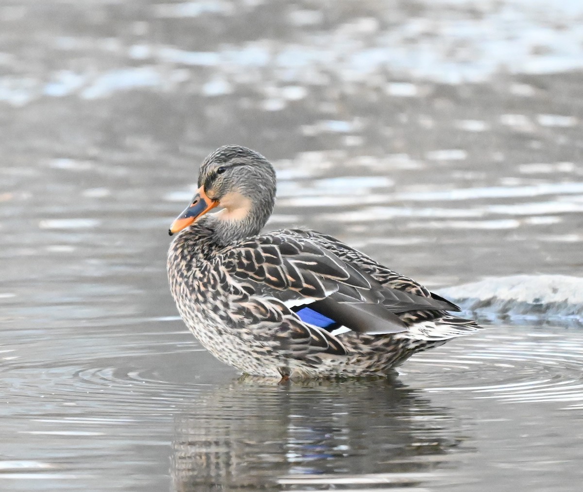 Mallard - ML645473024