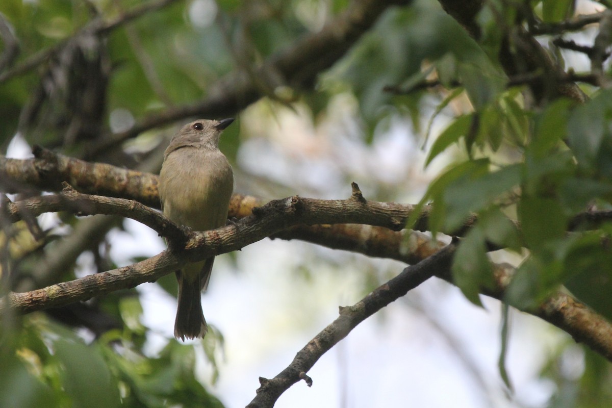 Golden Whistler - ML645473025