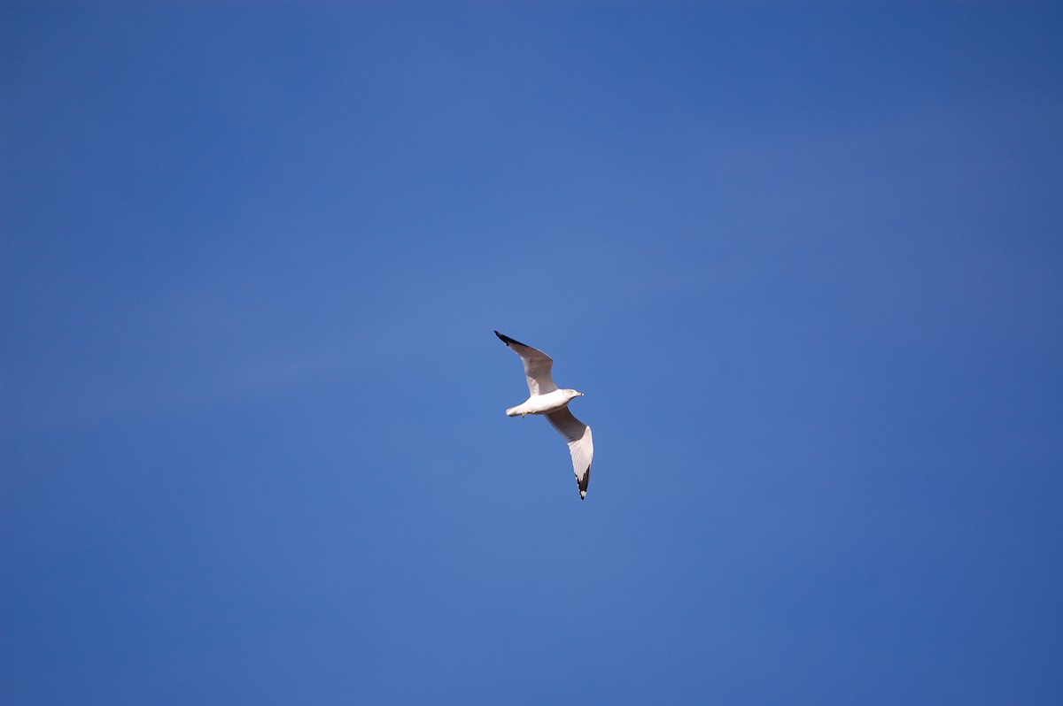 Ring-billed Gull - ML645473033