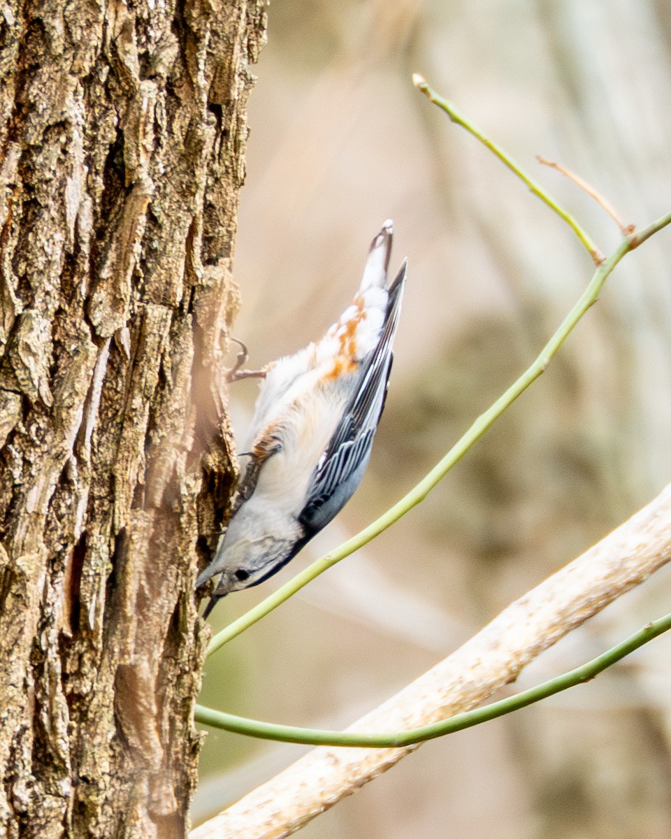 White-breasted Nuthatch - ML645473036