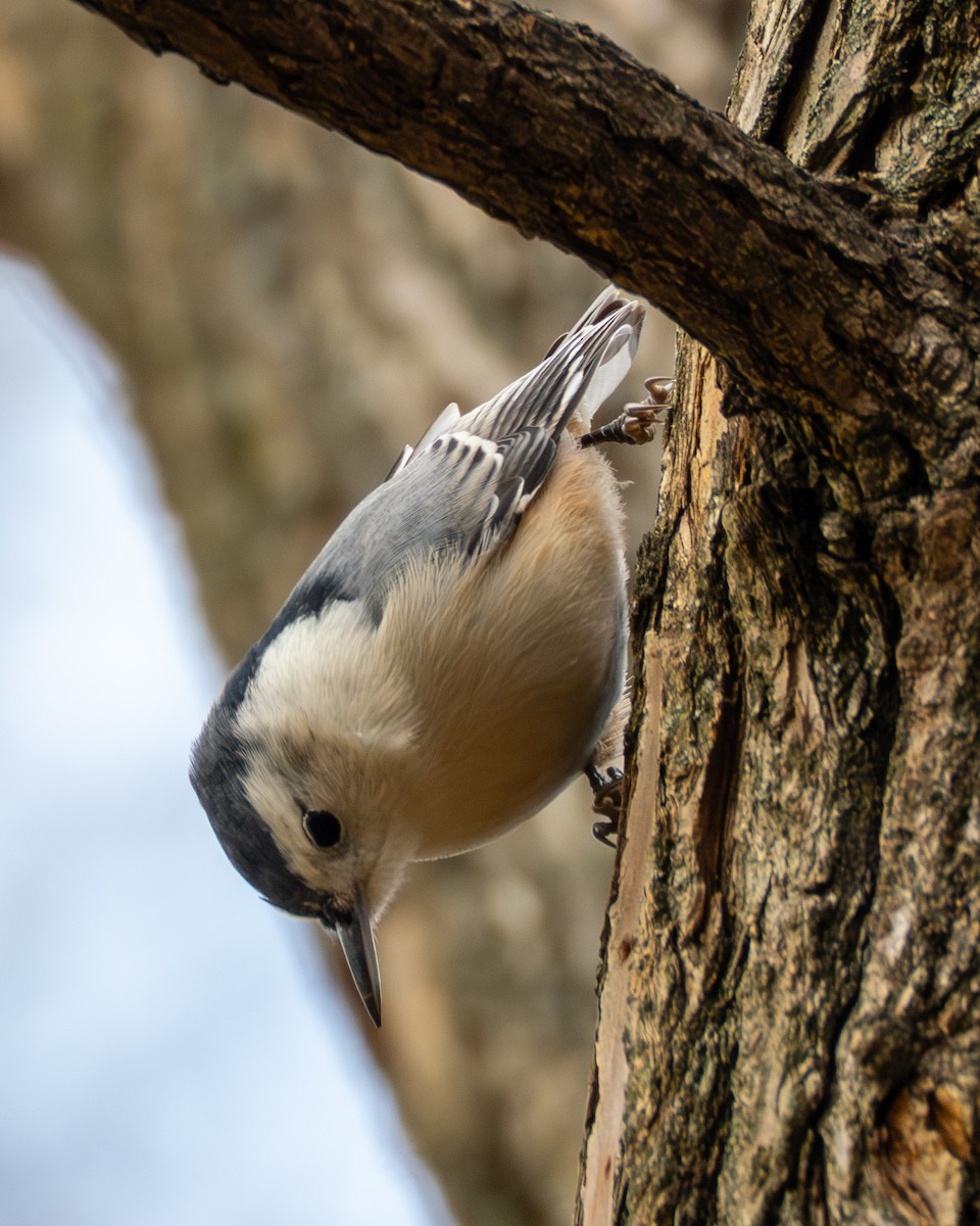 White-breasted Nuthatch - ML645473038