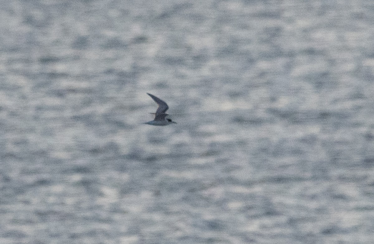 Common Tern - ML645473039