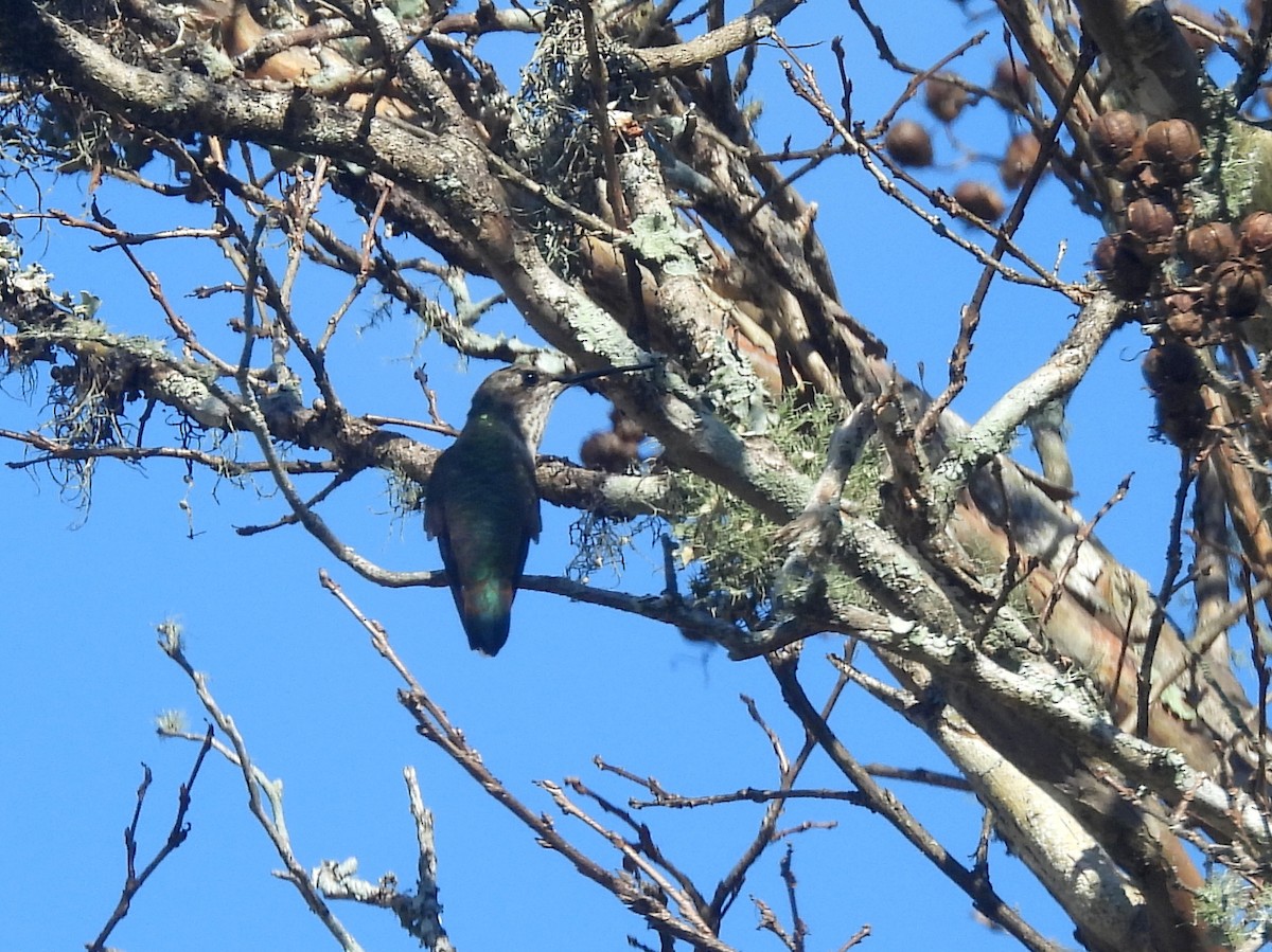 Rufous Hummingbird - ML645473045