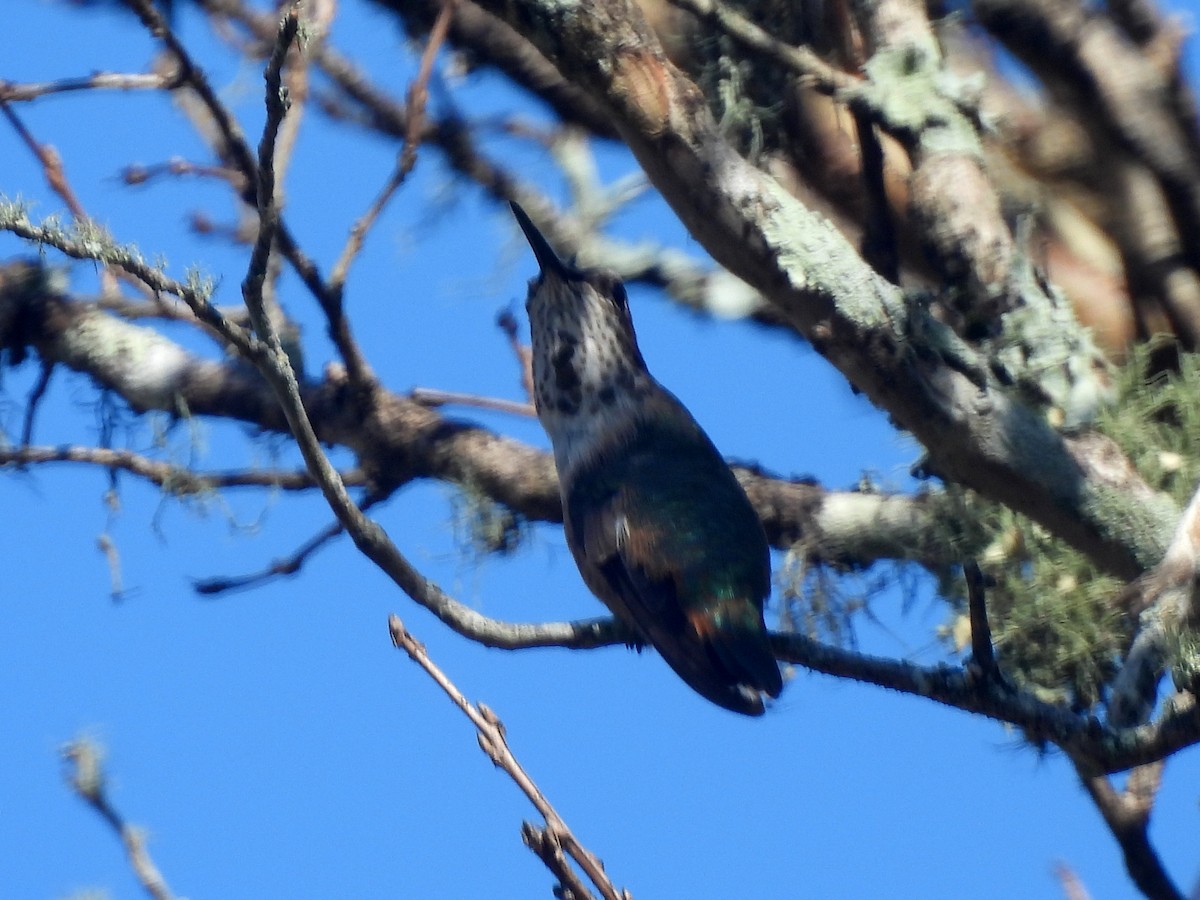 Rufous Hummingbird - ML645473046