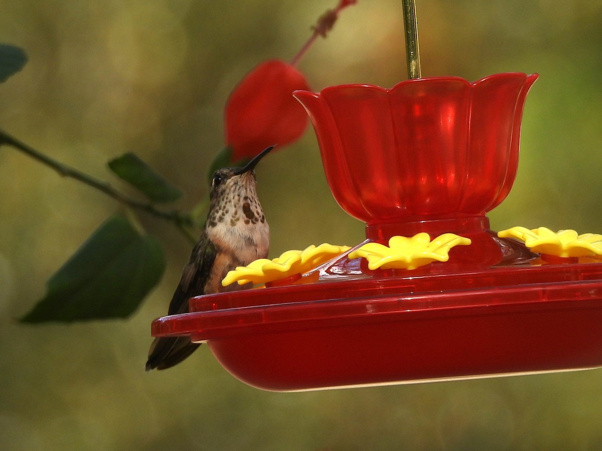 Rufous Hummingbird - ML645473047