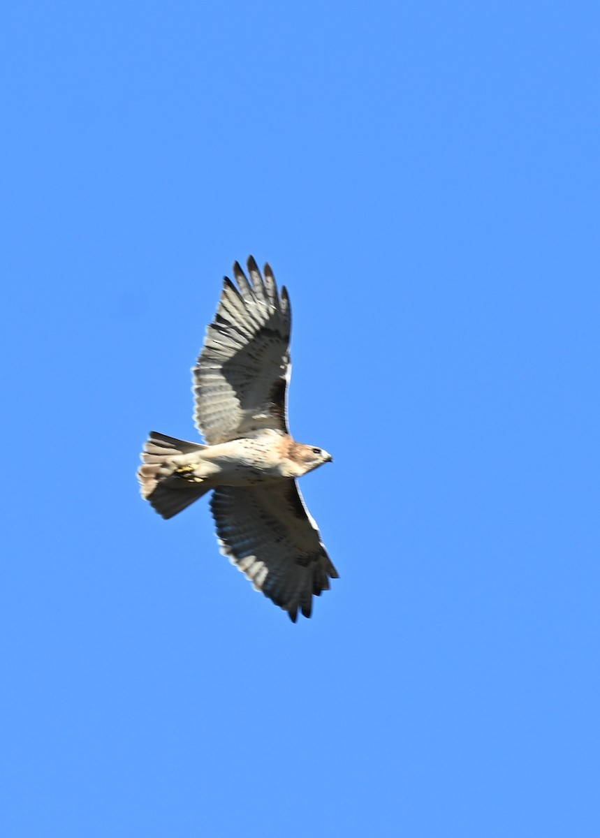 Red-tailed Hawk - ML645473048