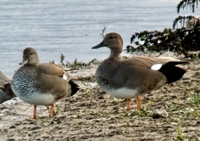 Boz Ördek - ML645473053