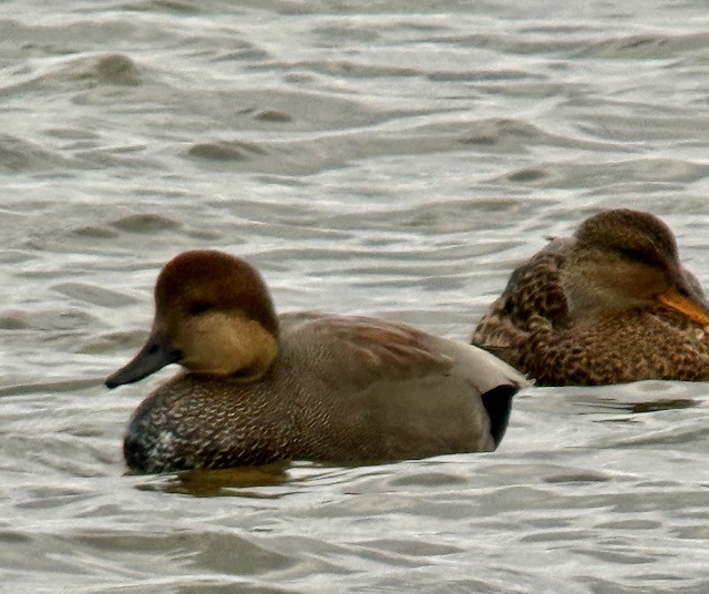 Boz Ördek - ML645473054