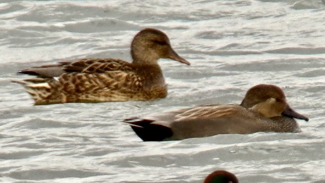 Boz Ördek - ML645473055