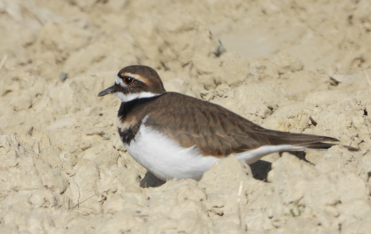 フタオビチドリ - ML645473062