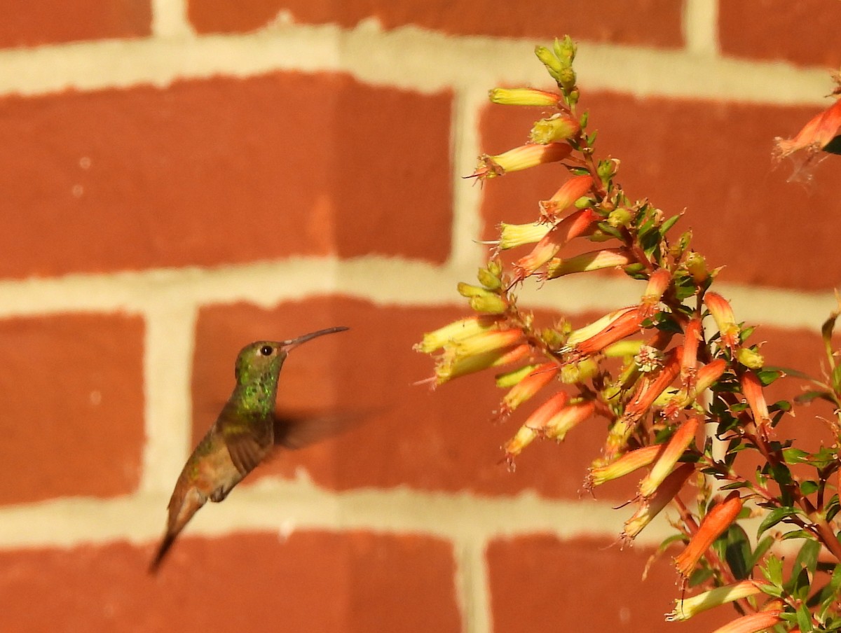 Buff-bellied Hummingbird - ML645473064