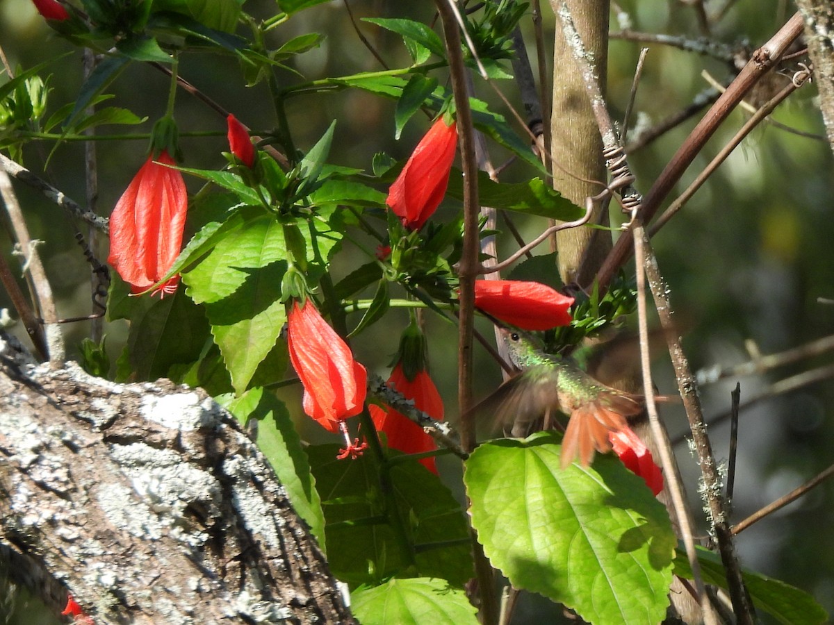 Buff-bellied Hummingbird - ML645473065