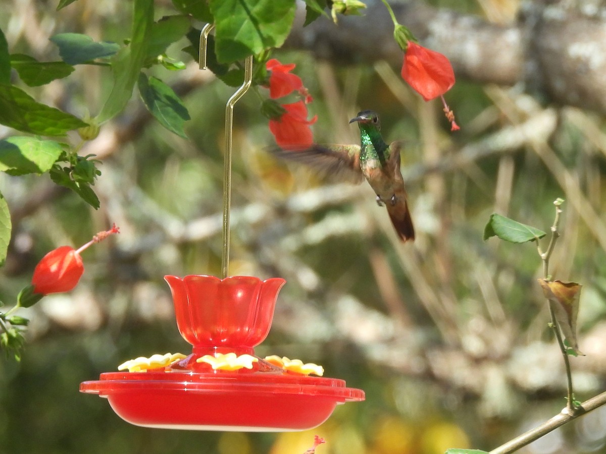 Buff-bellied Hummingbird - ML645473066