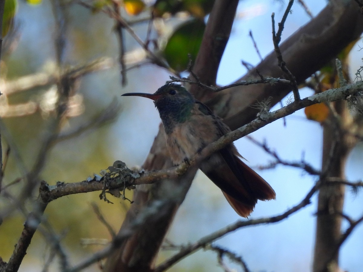 Buff-bellied Hummingbird - ML645473067