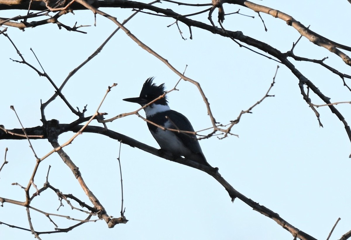 Belted Kingfisher - ML645473068