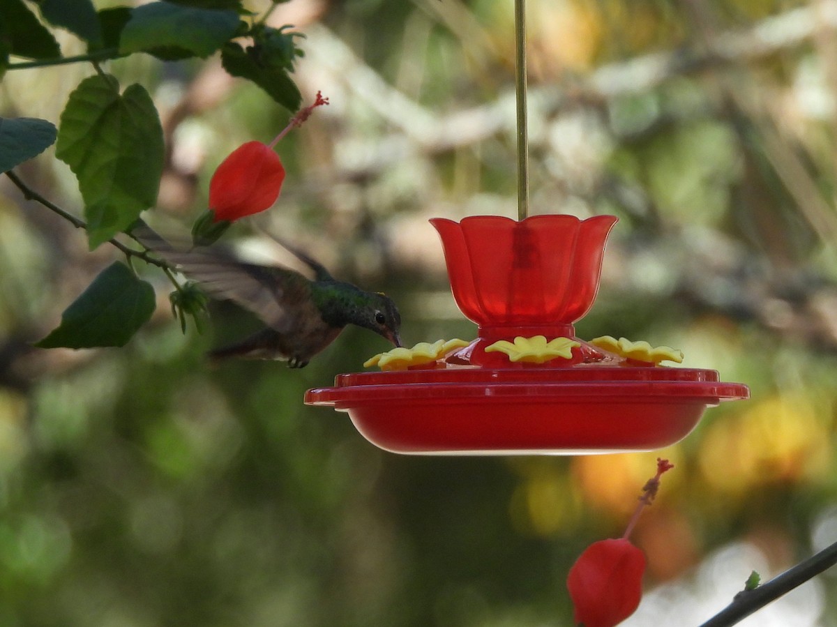 Buff-bellied Hummingbird - ML645473069