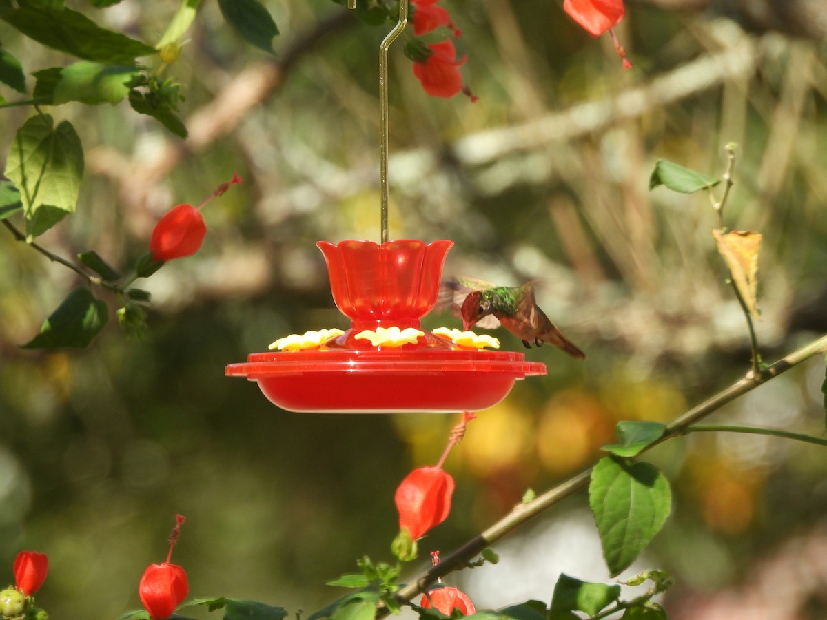 Buff-bellied Hummingbird - ML645473072