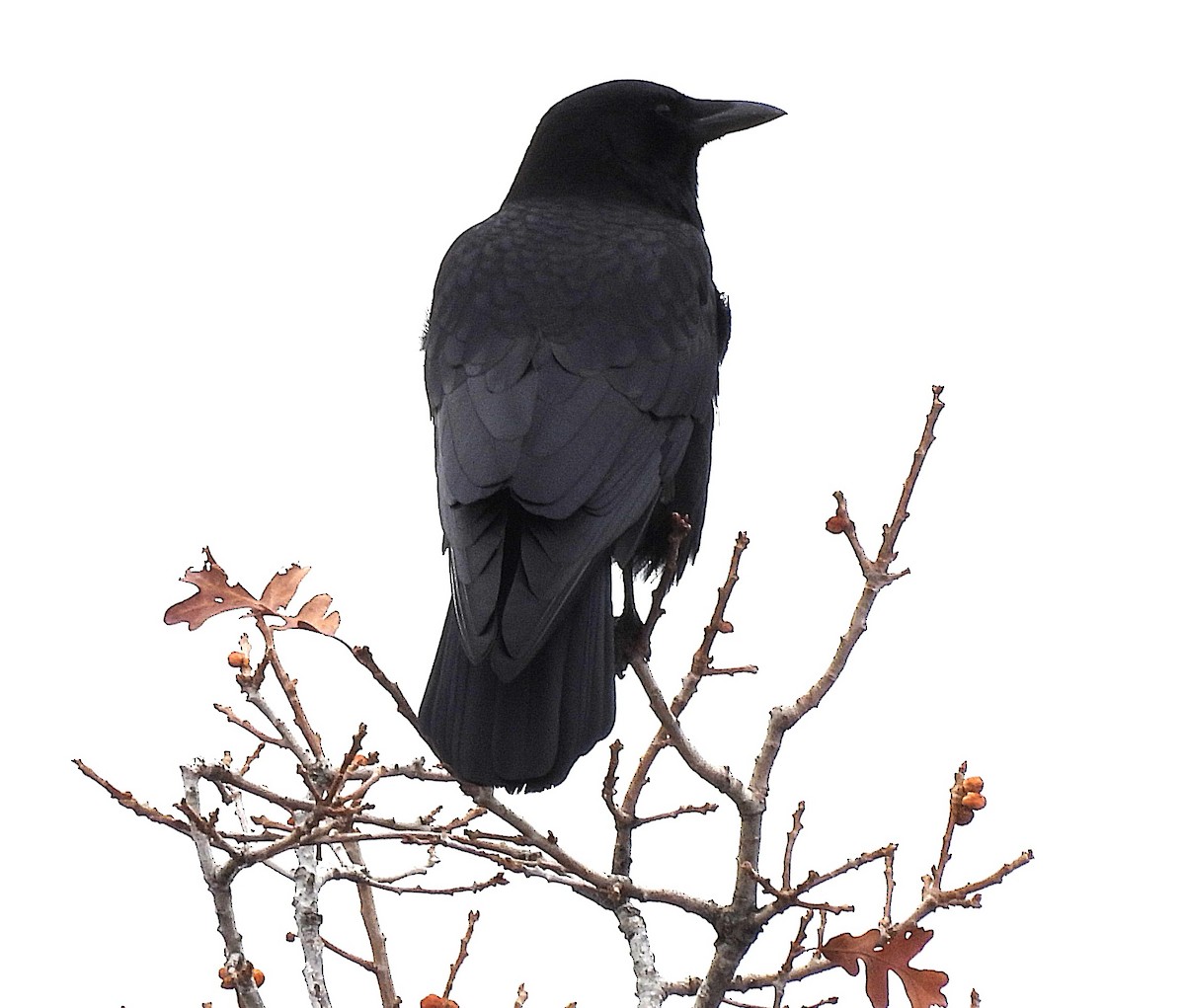 American Crow - ML645473074