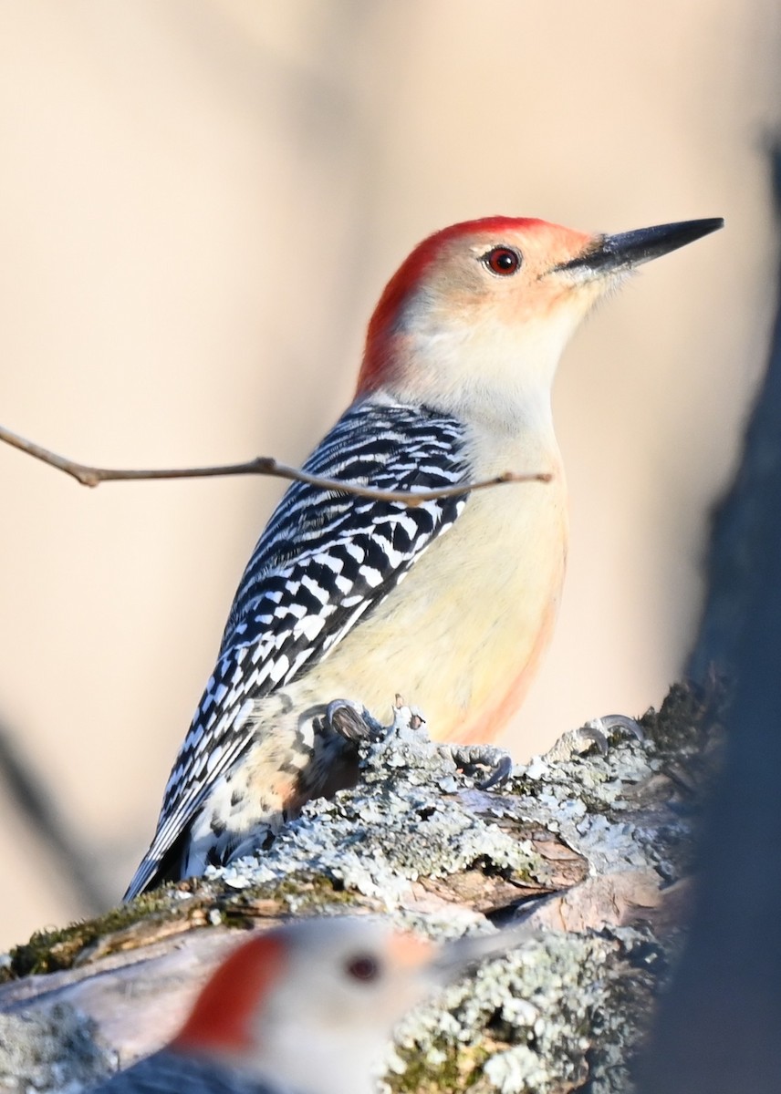 Red-bellied Woodpecker - ML645473075