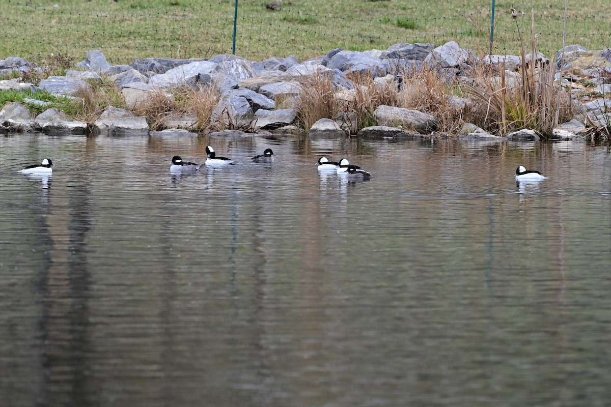 ヒメハジロ - ML645473078