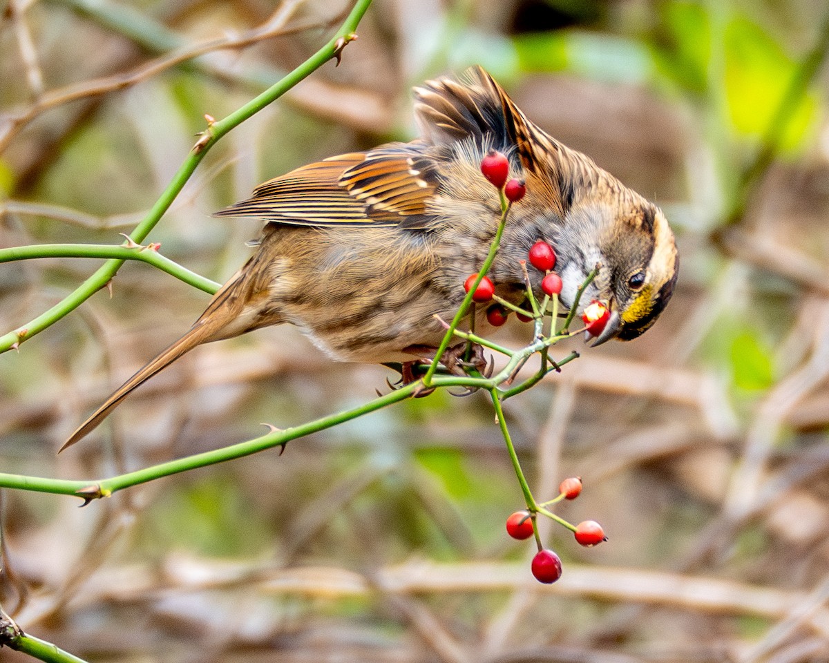 White-throated Sparrow - ML645473079