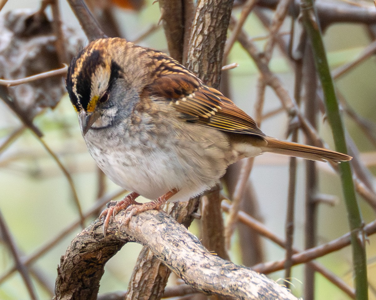 White-throated Sparrow - ML645473080