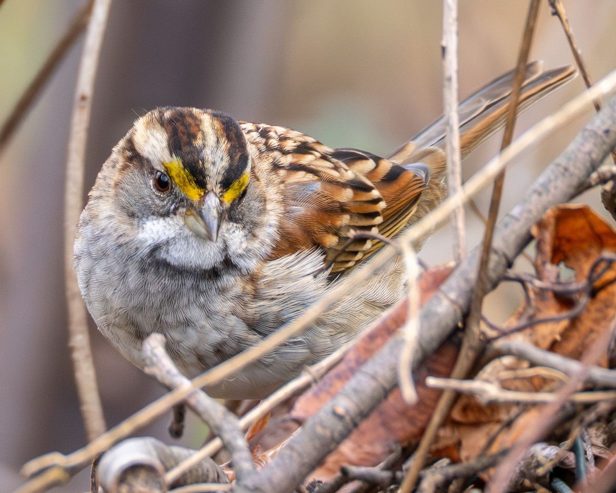 White-throated Sparrow - ML645473081