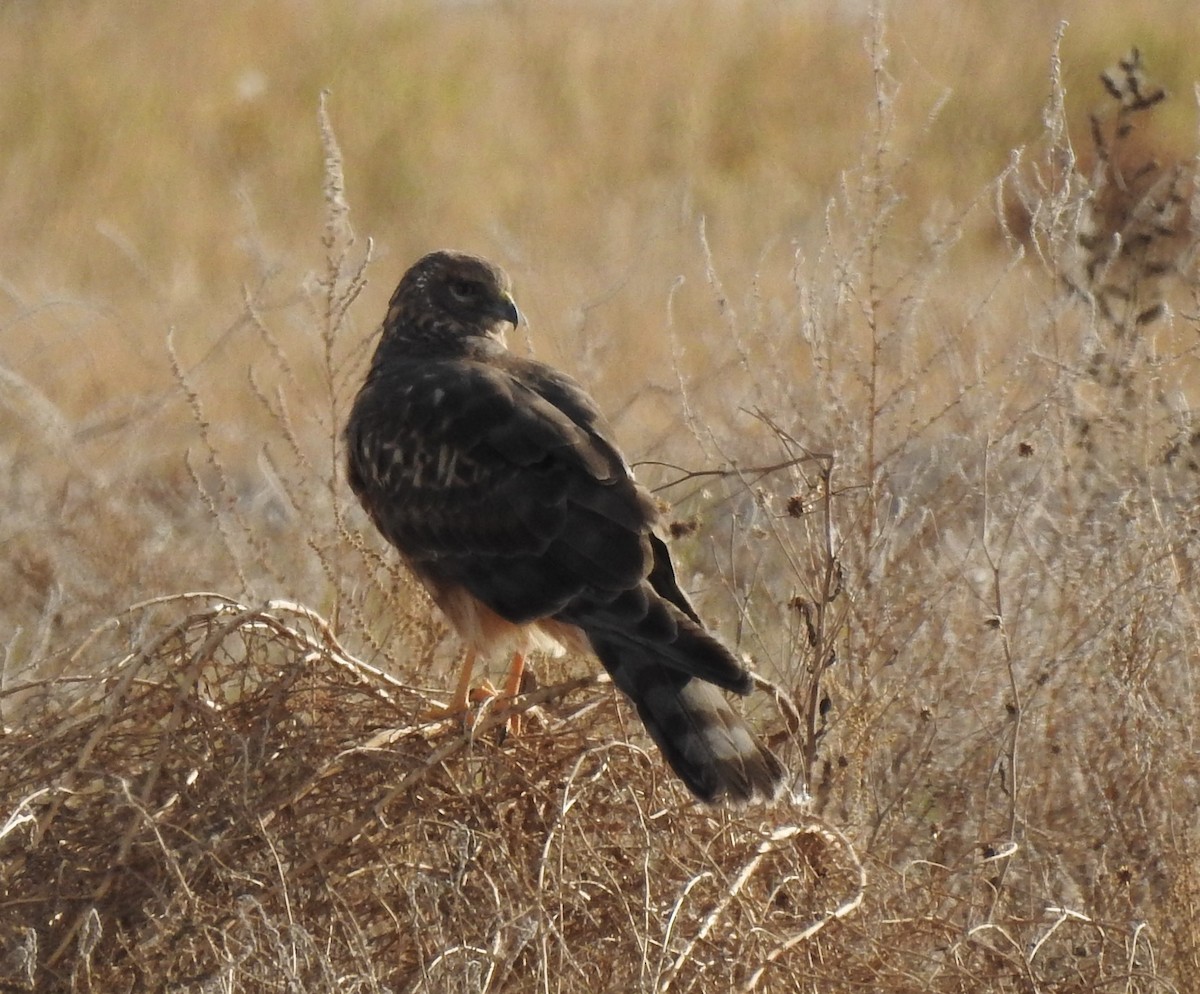 Лунь американський - ML645473082