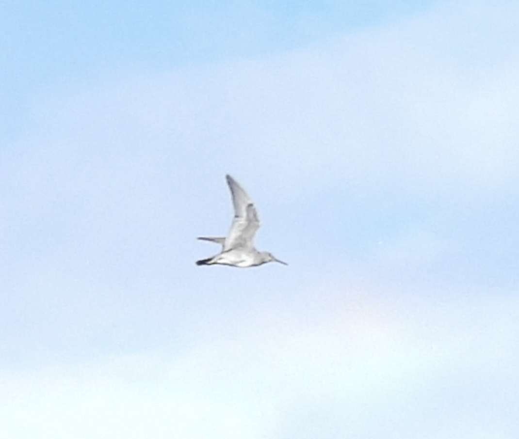 Wandering Tattler - ML645473087
