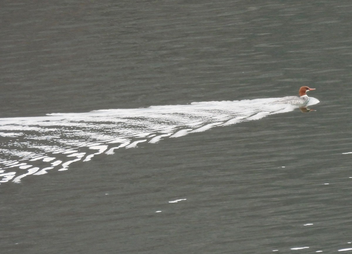 laksand - ML645473094