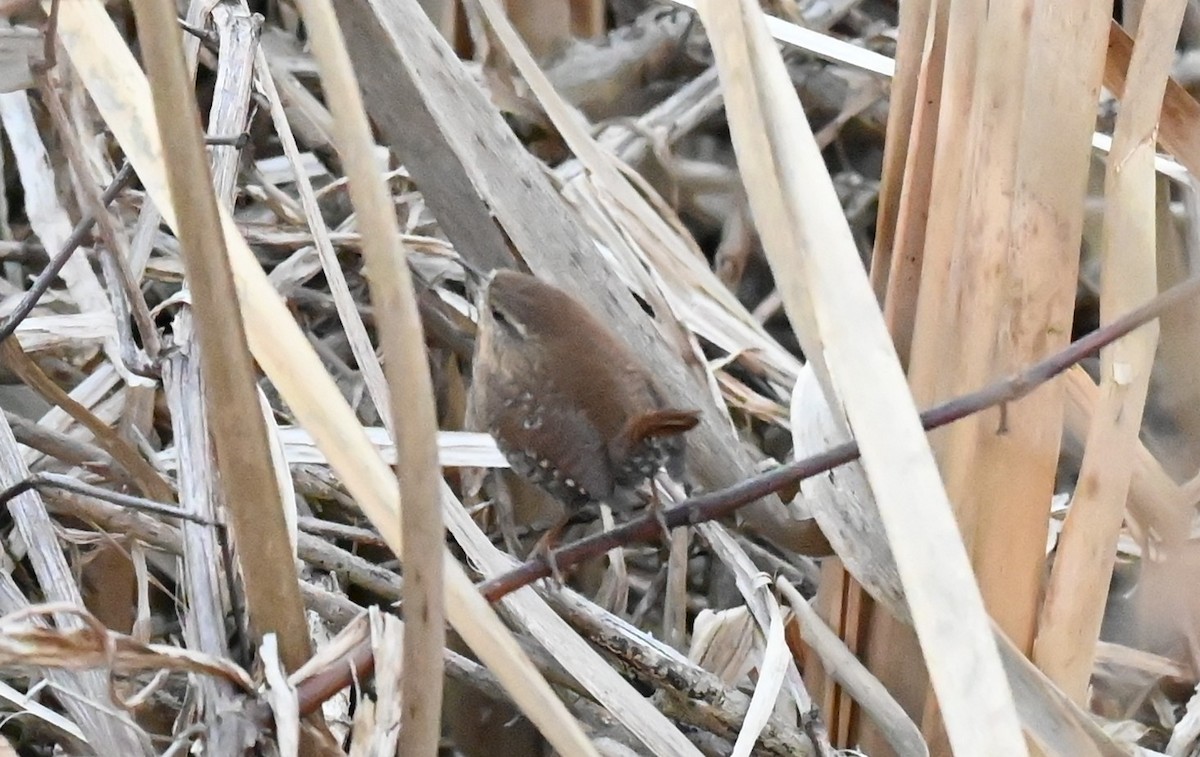Winter Wren - ML645473095